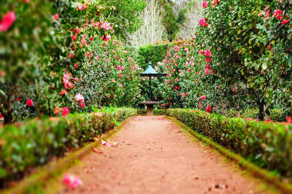 Coiled green garden hose on lush lawn with flowers