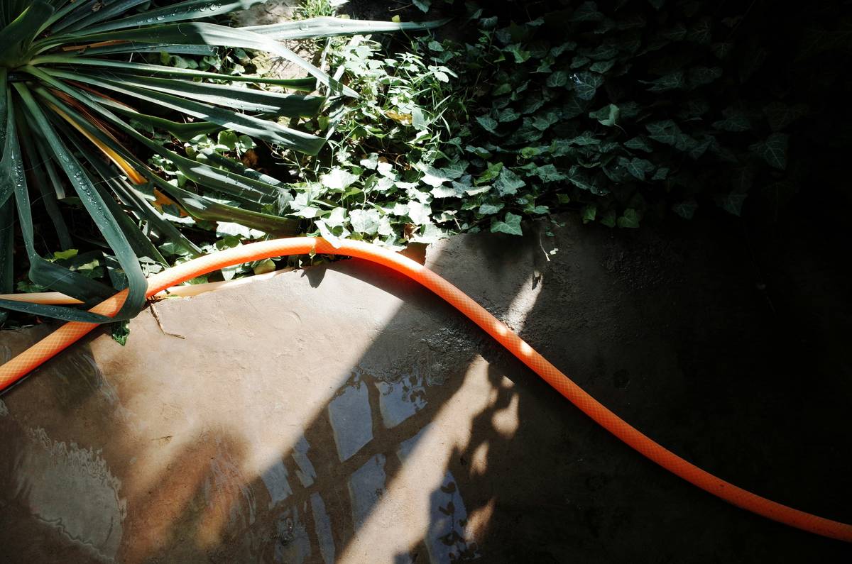 Brass garden hose to hose connector installed between two green garden hoses on a sunny lawn