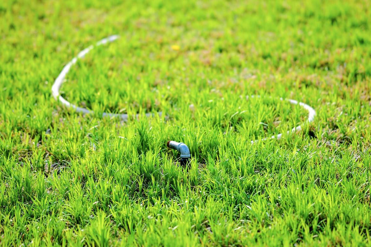 Gardening water hose coiled neatly beside healthy tomato plants in a backyard garden